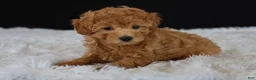 Toy Poodle dogs for sale: Cocoa - Ad 3
