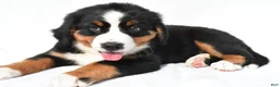 Bernese Mountain Dog dogs for sale: Polly - Ad 3