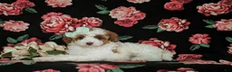 Miniature Poodle dogs for sale: Maricel - Ad 4