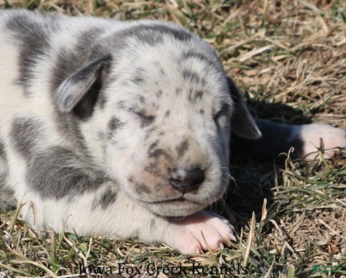 Great Dane dogs Sophie - Ad 15