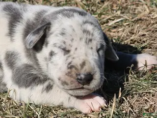 Great Dane dogs Sophie - Ad 15