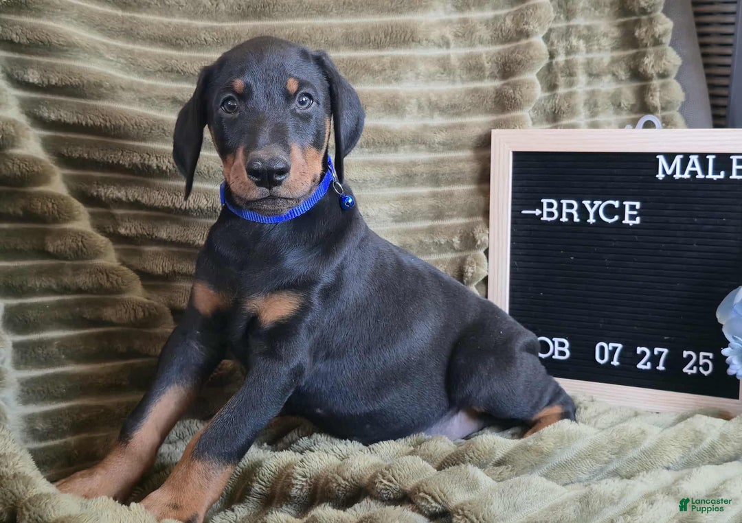 Doberman Pinscher dogs for sale: Bryce - Ad 2