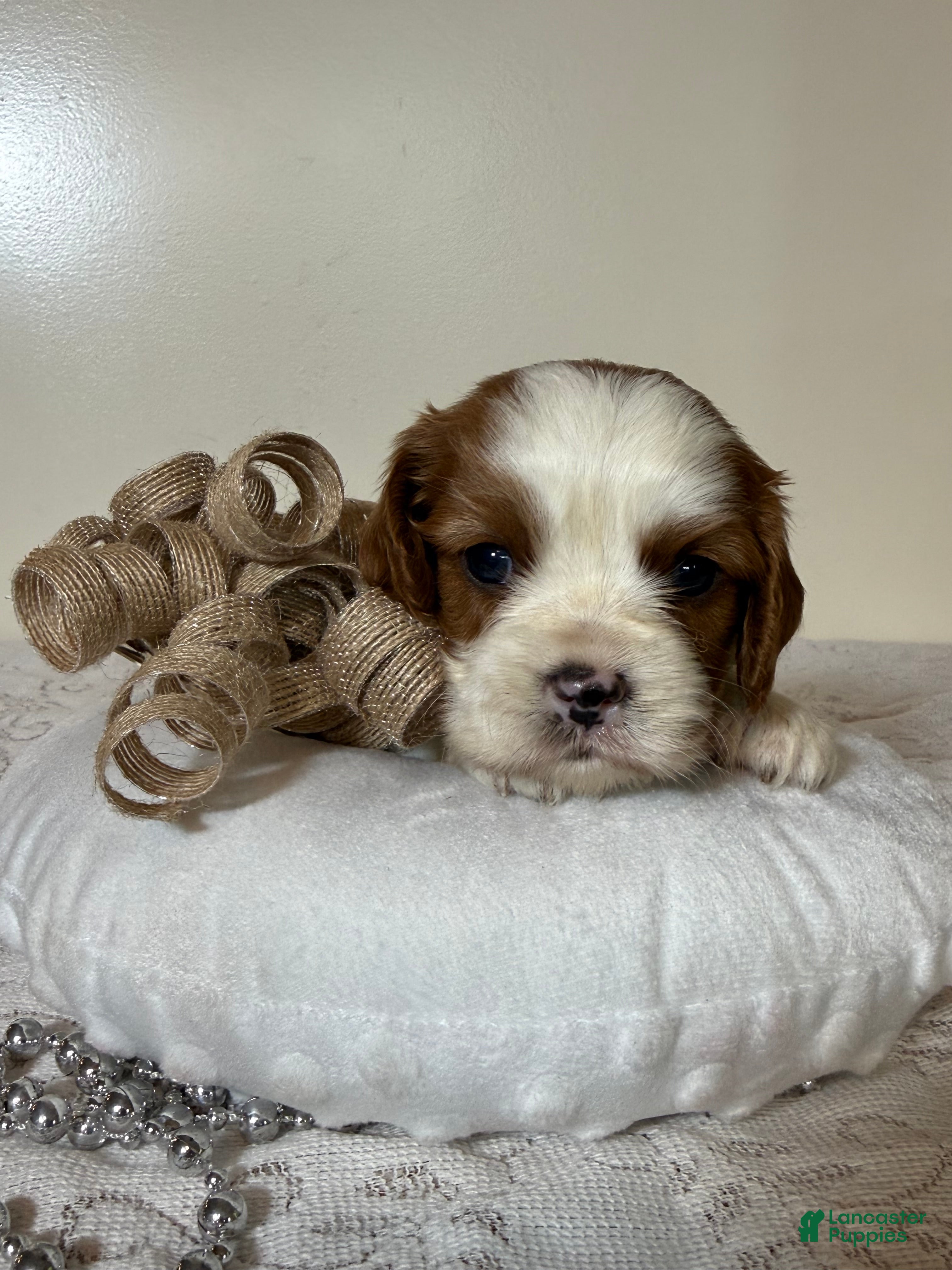 Cavalier King Charles Spaniel dogs Cuddles Cavalier King Charles Spaniel  - Ad 1