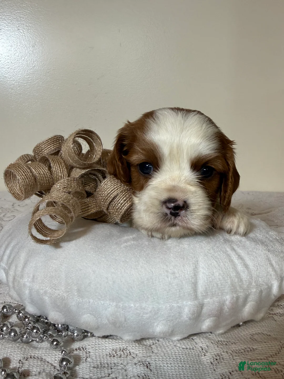 Cavalier King Charles Spaniel dogs for sale: Cuddles Cavalier King Charles Spaniel  - Ad 1