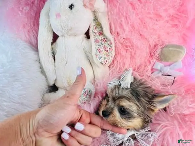 Yorkshire Terrier dogs for sale: Teacup Merle Yorkshire Terrier - Ad 2