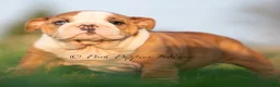 English Bulldog dogs for sale: Mable AKC - Ad 3