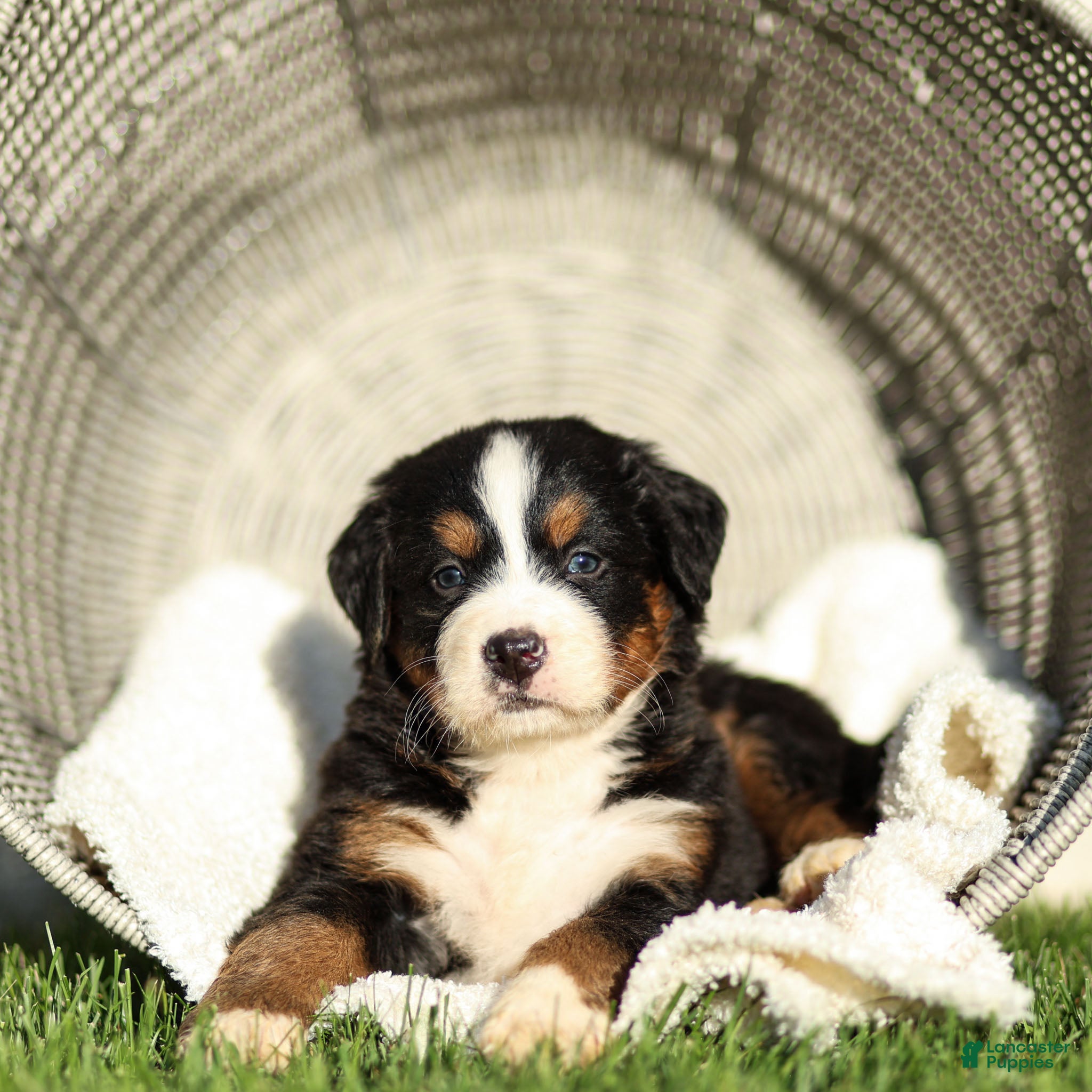Bernese Mountain Dog dogs Janita Bernese Mountain Dog  - Ad 1