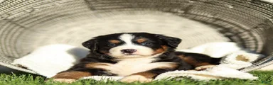 Janita Bernese Mountain Dog 
