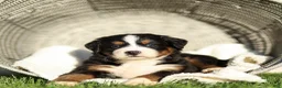 Bernese Mountain Dog dogs for sale: Janita Bernese Mountain Dog  - Ad 1