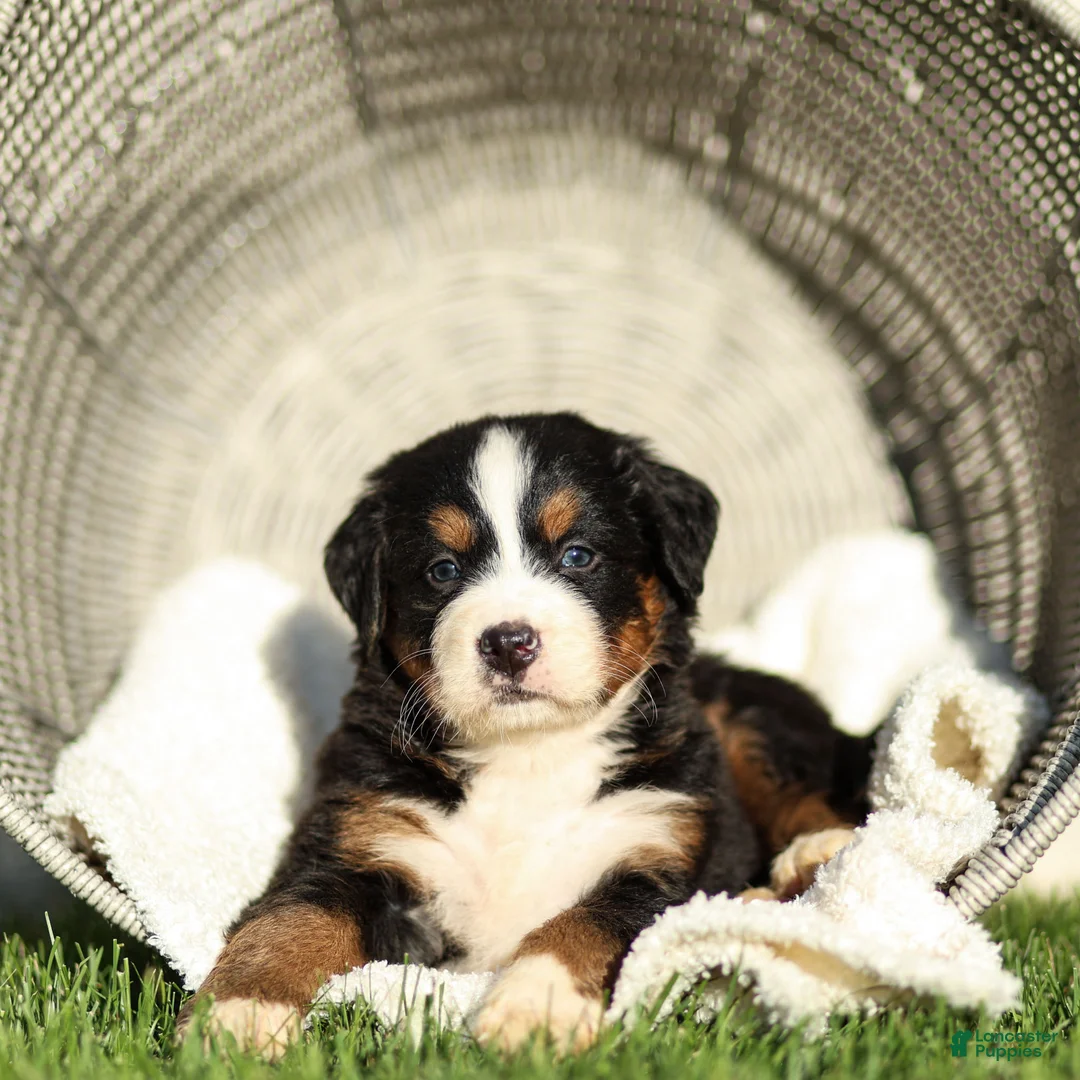 Bernese Mountain Dog dogs for sale: Janita Bernese Mountain Dog  - Ad 1