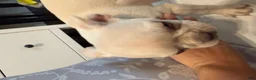 French Bulldog dogs for sale: French Bulldog 1 - Ad 6