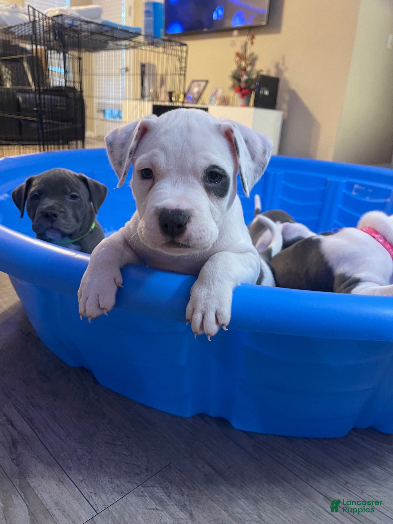 American Pit Bull Terrier dogs American Pit Bull Terrier 2 - Ad 11