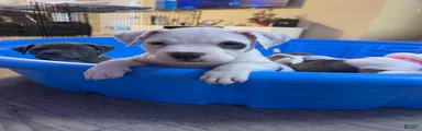 American Pit Bull Terrier 2