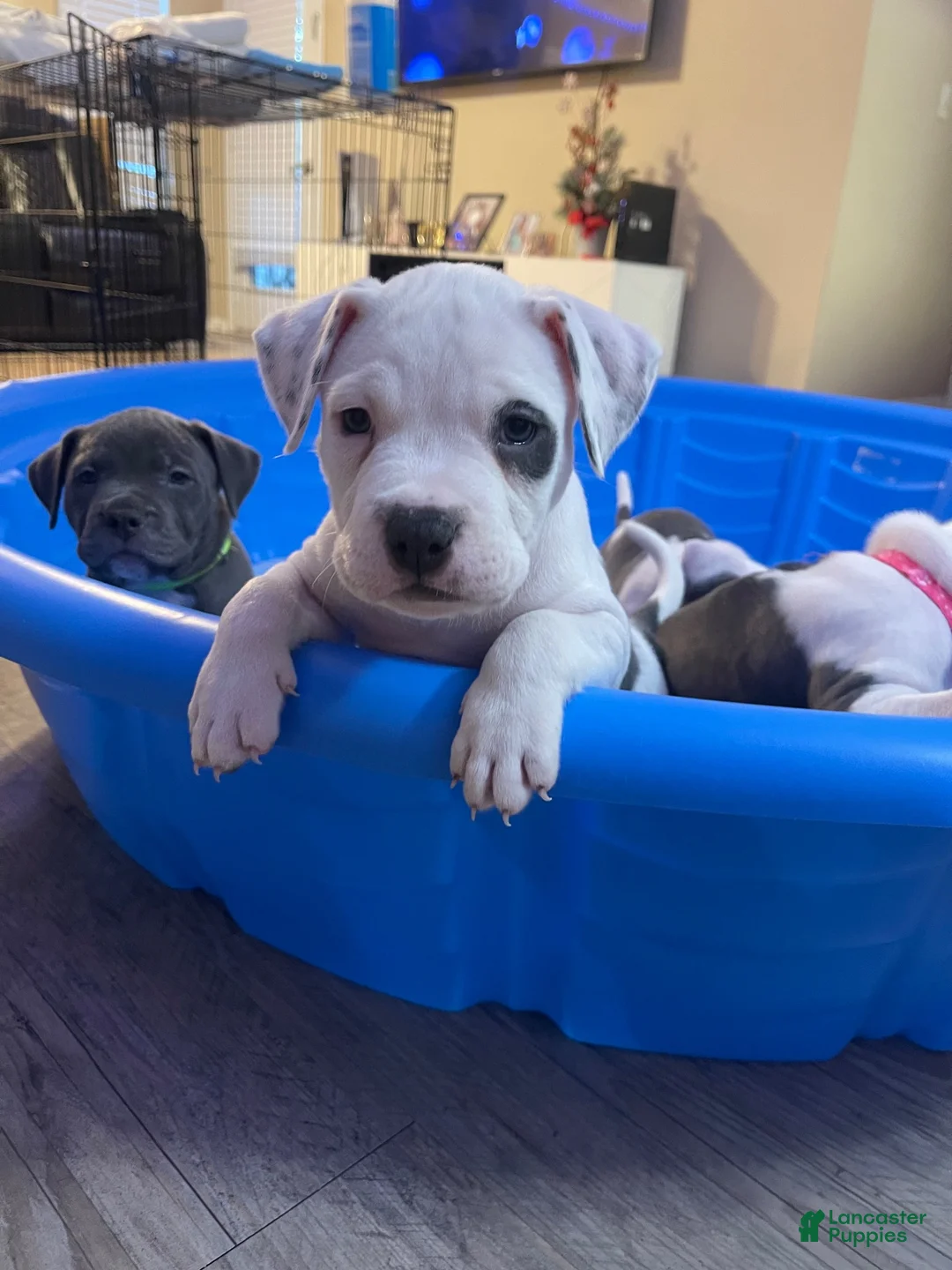 American Pit Bull Terrier dogs for sale: American Pit Bull Terrier 2 - Ad 1
