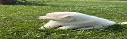 Great Pyrenees dogs for sale: Mrs Green  - Ad 7