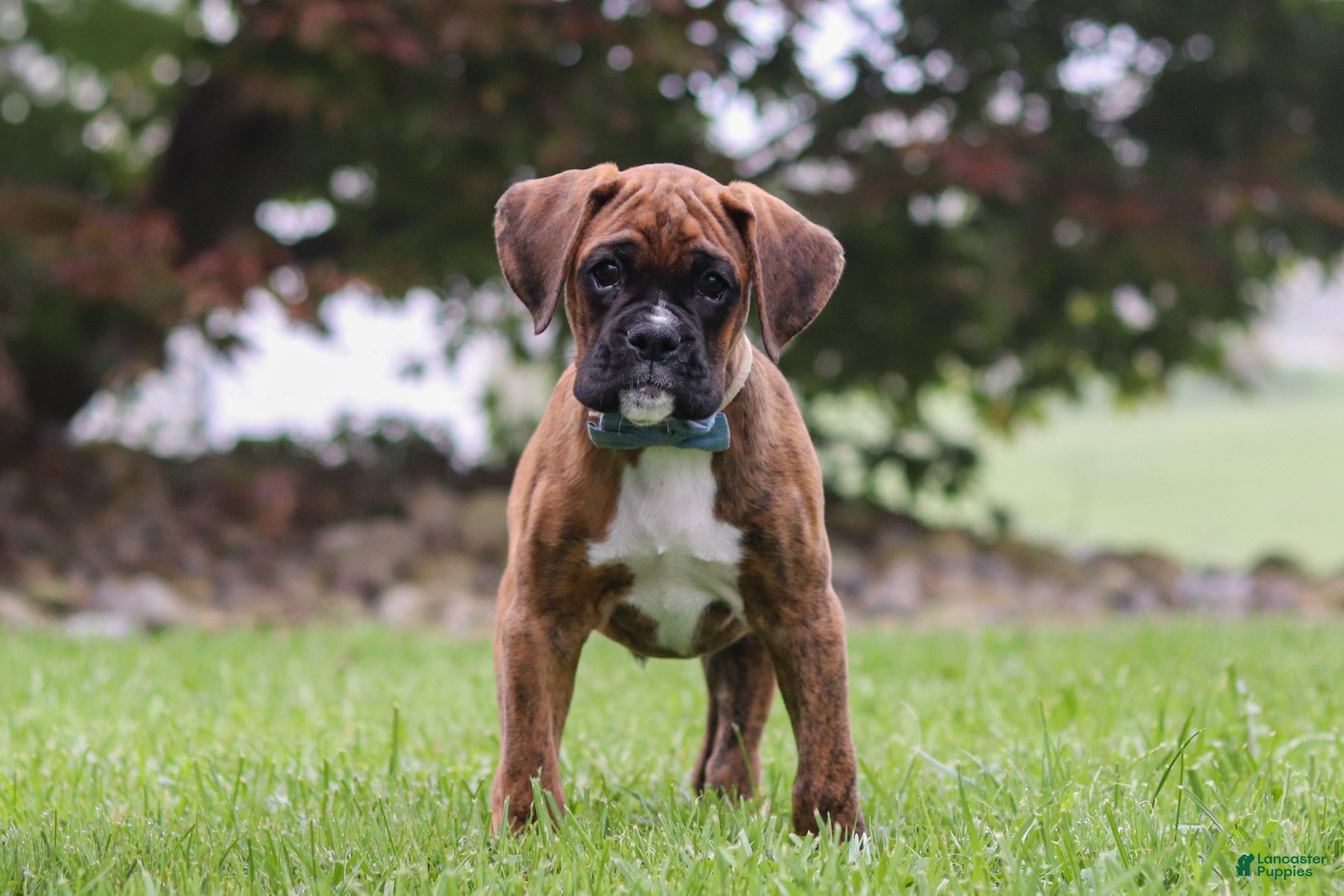 Boxer dogs Barney - Ad 1