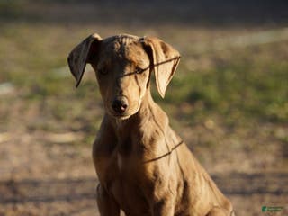 Mixed Breed dogs Lilac Fawn Merle F1 RT - Ad 3