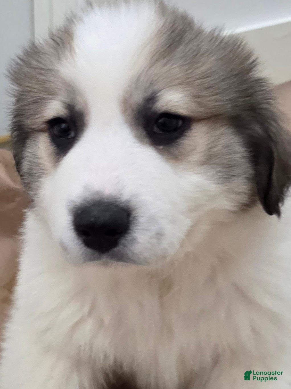Great Pyrenees dogs Spot - Ad 15