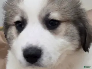 Great Pyrenees dogs Spot - Ad 15