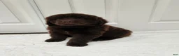 Newfoundland dogs for sale: AKC Brooke - Ad 6
