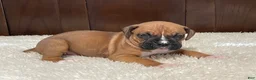 Boxer dogs for sale: Rocky - Ad 3