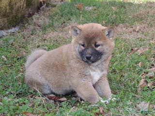 Shiba Inu dogs BINGO - Ad 5