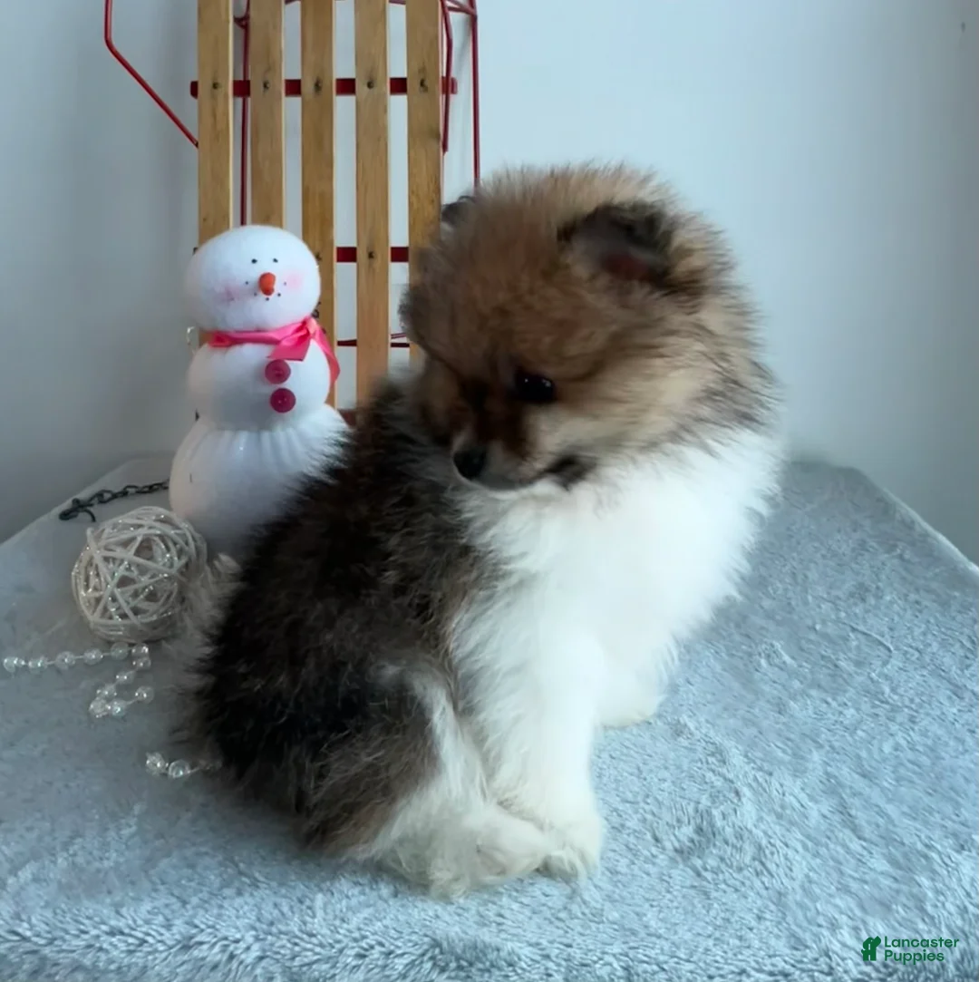 Pomeranian dogs for sale: Tiny - Ad 4