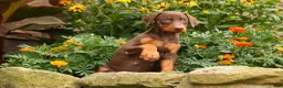 Doberman Pinscher dogs for sale: DOLLY - Ad 1