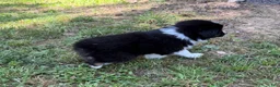 Australian Shepherd dogs for sale: Mr. Fluffy - Ad 5
