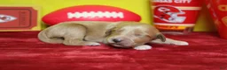 Goldendoodle dogs for sale: Sparky  - Ad 6