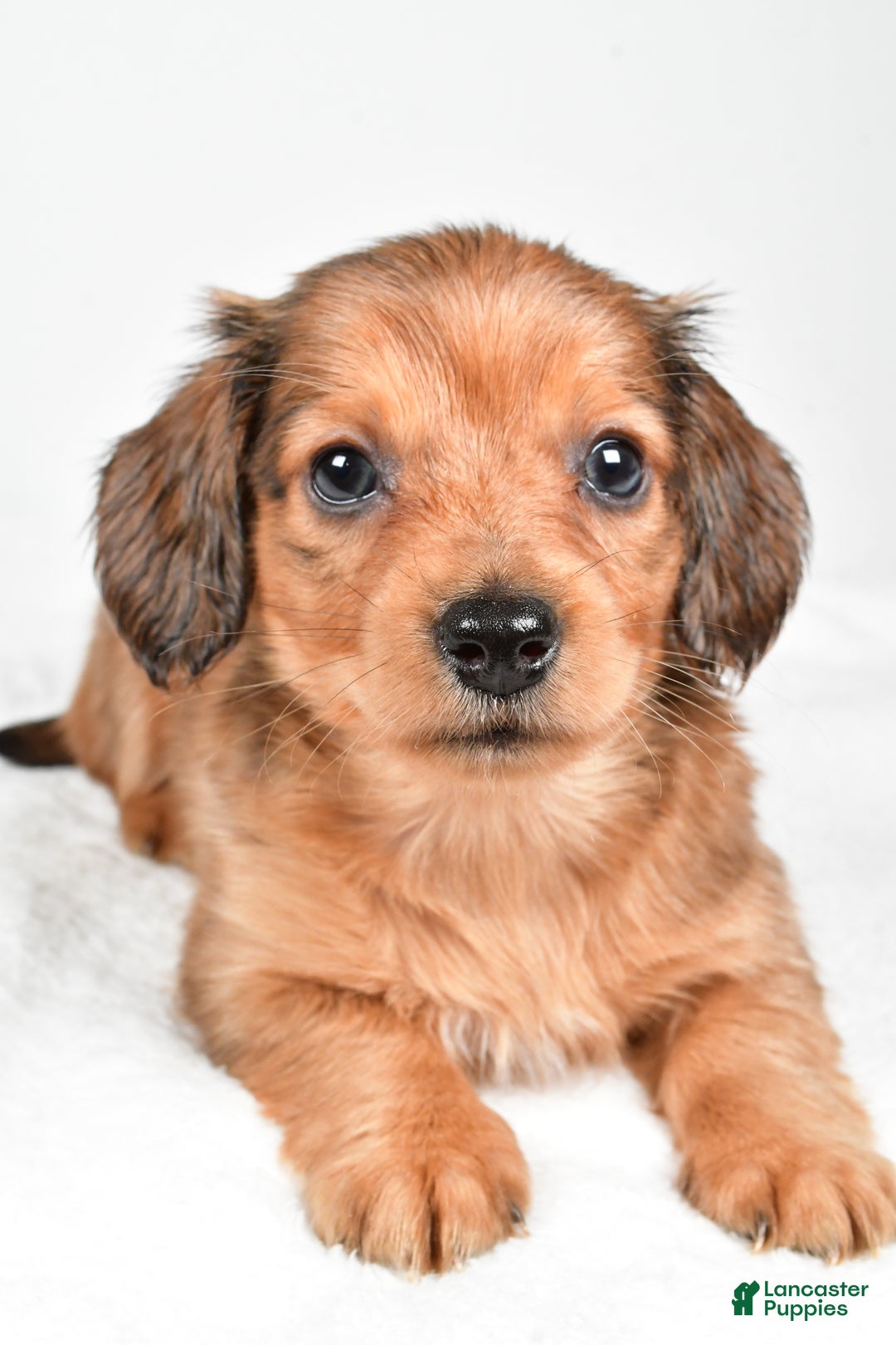 Miniature Dachshund dogs for sale: Blaze  - Ad 3