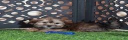 Shorkie dogs for sale: Tommy Sweetest Male Shorkie Puppy - Ad 4