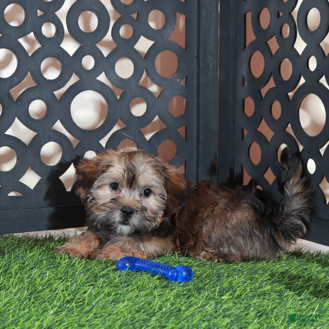 Shorkie dogs for sale: Tommy Sweetest Male Shorkie Puppy - Ad 4
