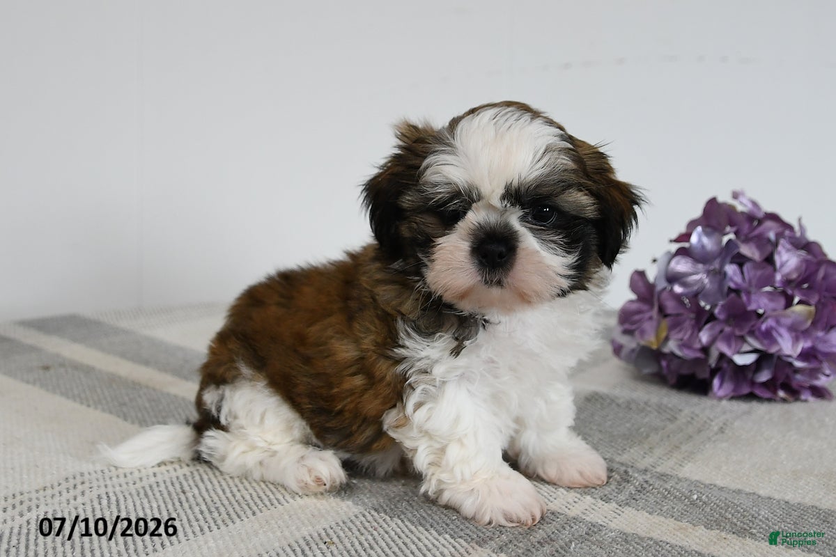 Shih Tzu dogs Dawson - Ad 1