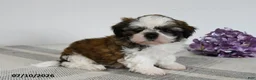 Shih Tzu dogs for sale: Dawson - Ad 1