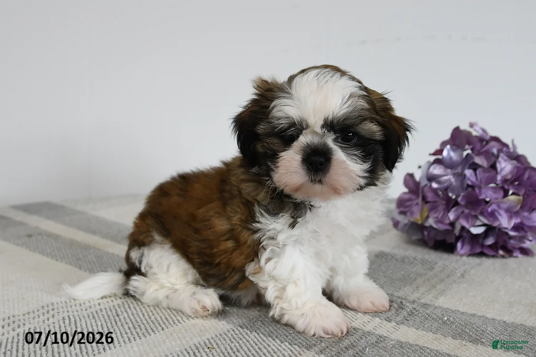 Shih Tzu dogs for sale: Dawson - Ad 1