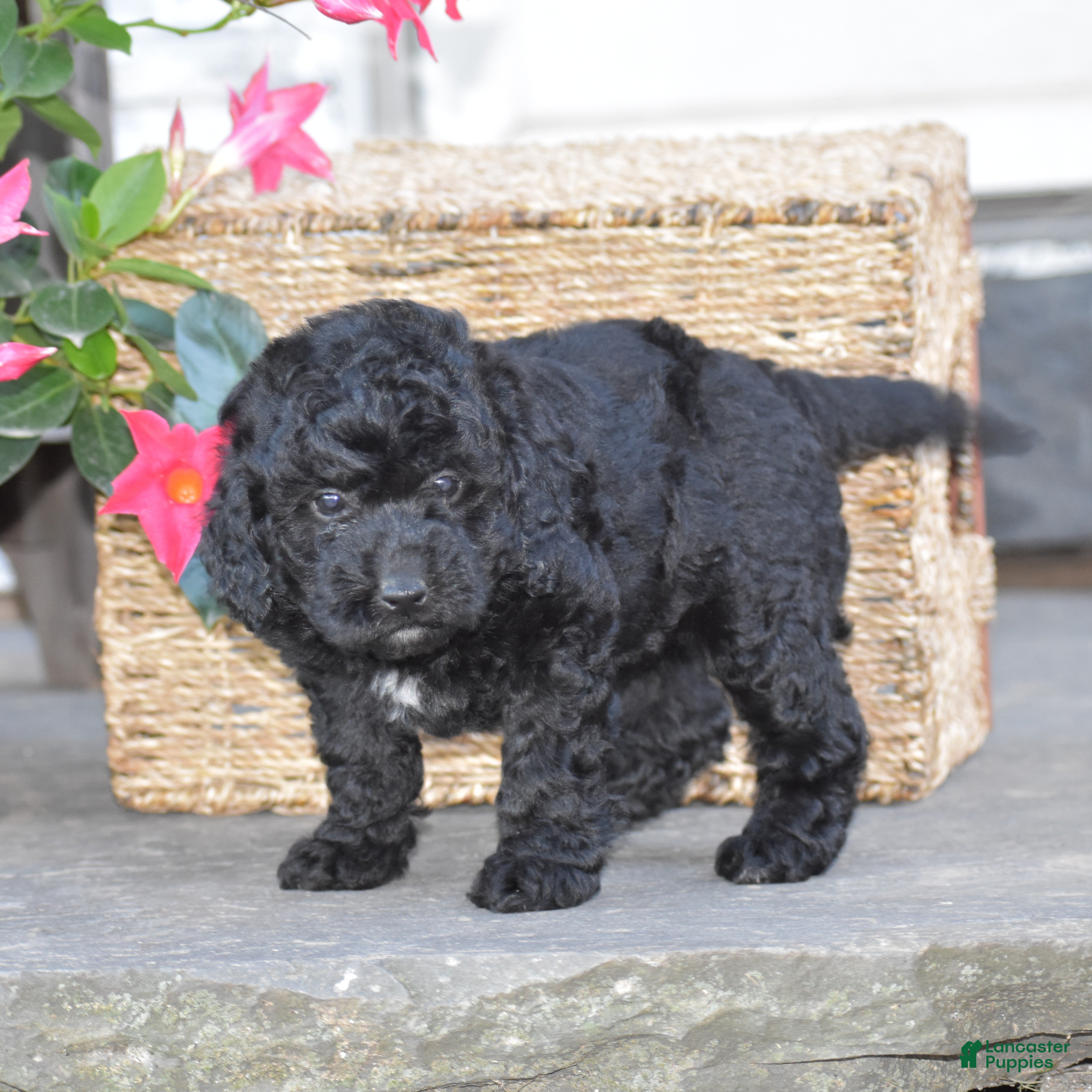 Mini Goldendoodle dogs Heidi - Ad 1