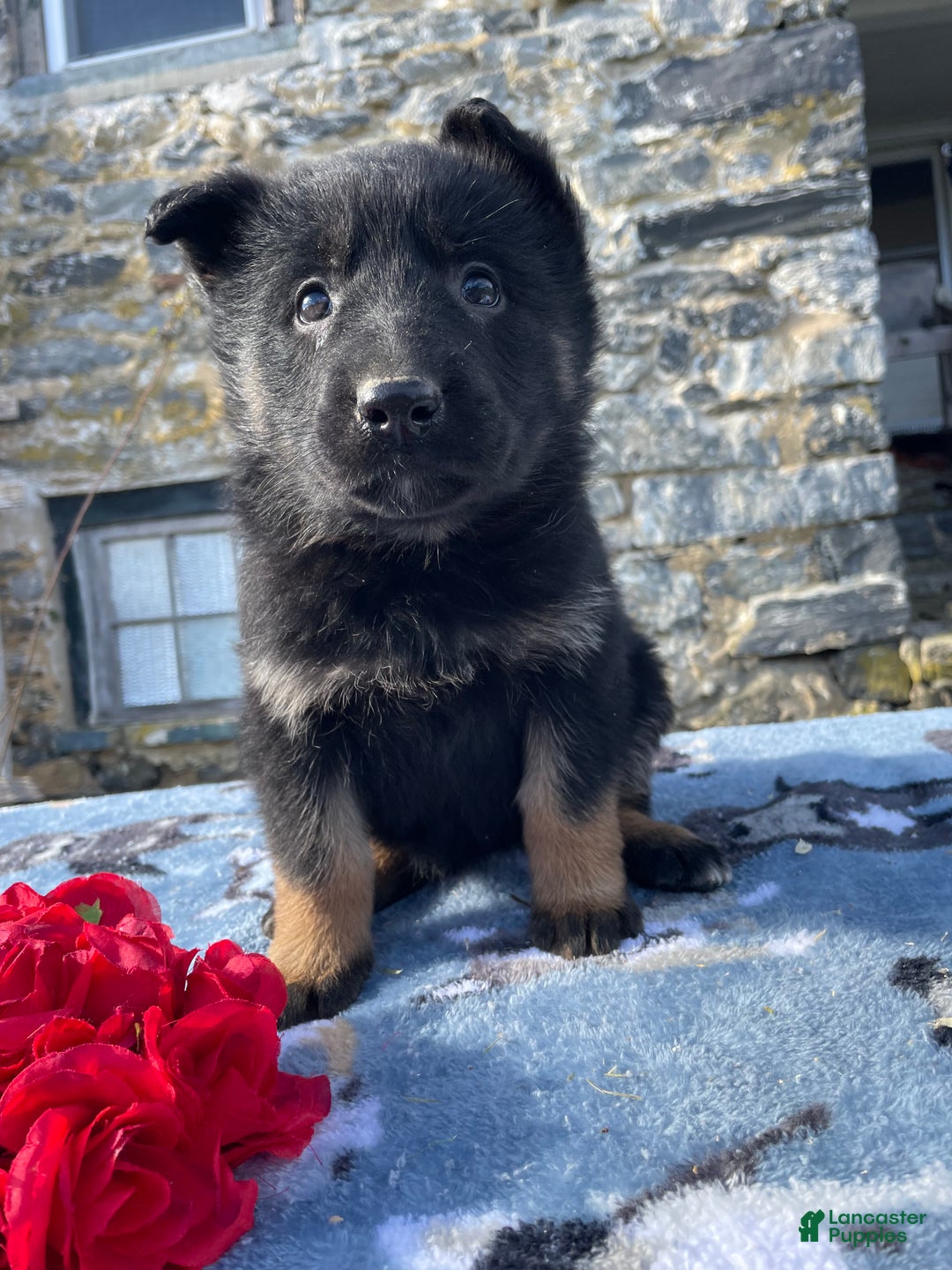German Shepherd dogs for sale: Belle - Ad 3