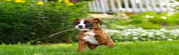 Boxer dogs for sale: Scooter - Ad 12