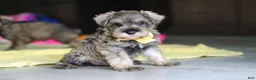 Miniature Schnauzer dogs for sale: Henry - Ad 9