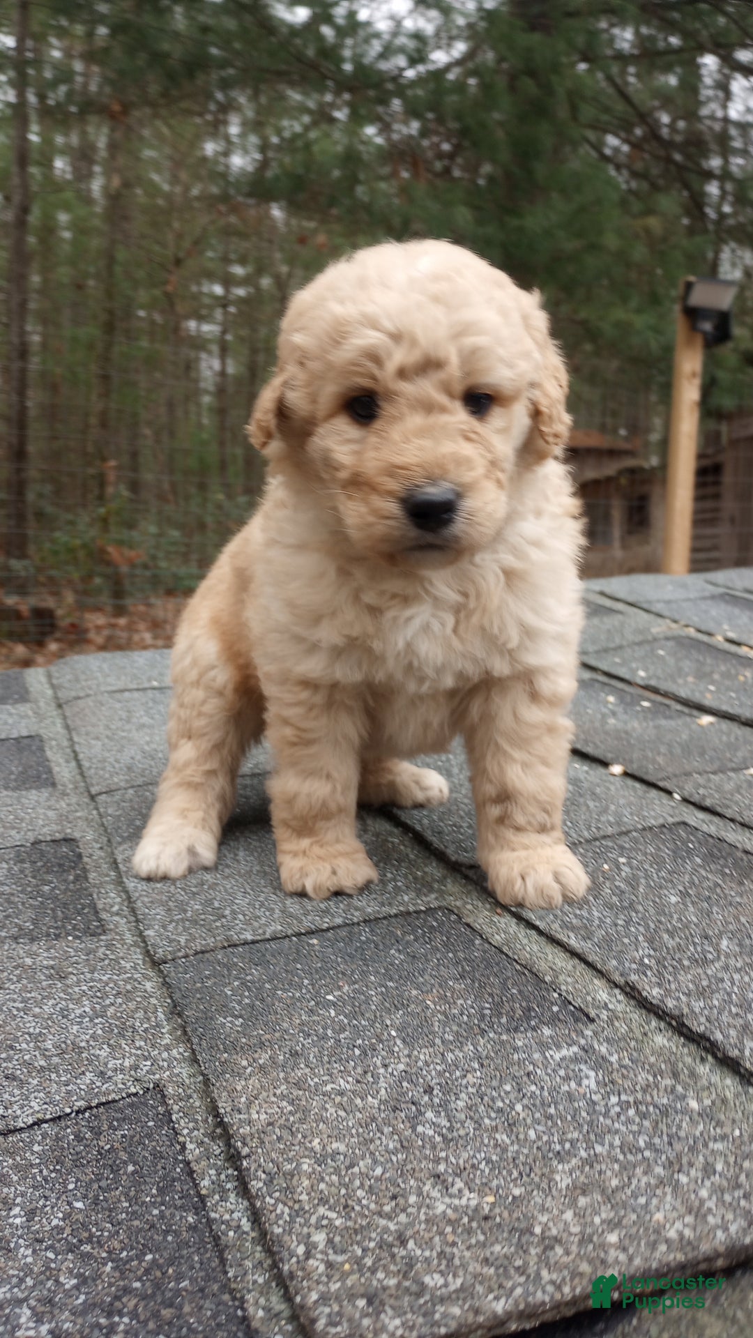 Bernedoodle dogs for sale: Bernedoodle "Boss" - Ad 5