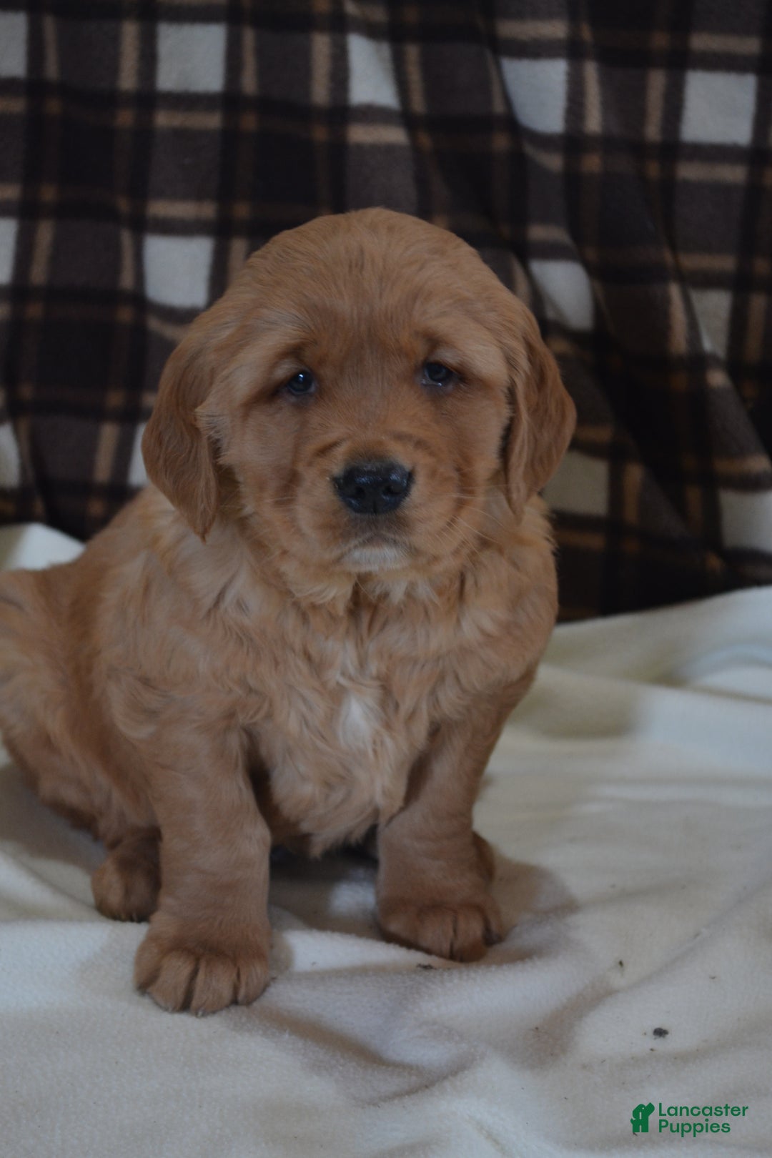 Golden Retriever dogs for sale: Rascal - Ad 5