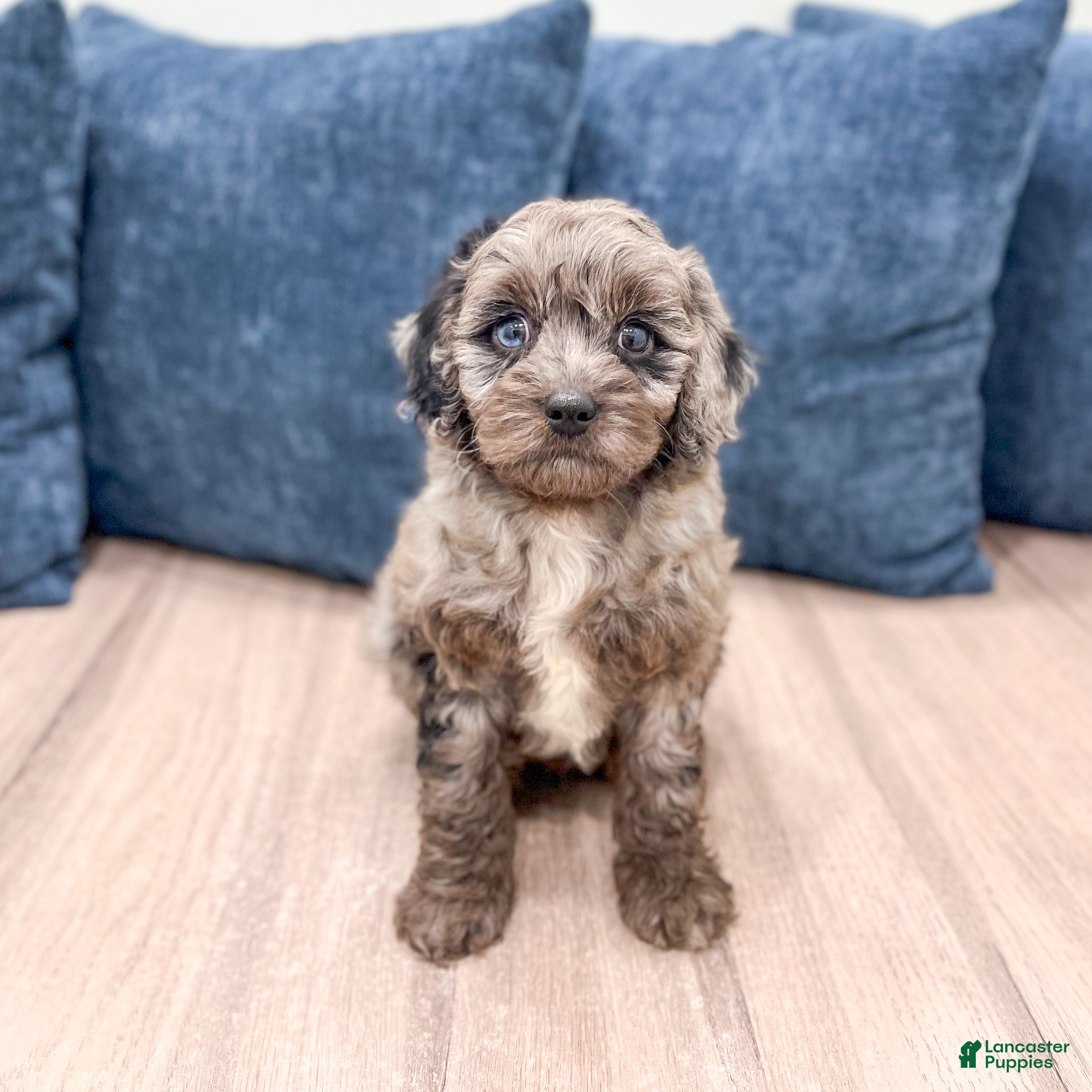 Miniature Poodle dogs Griffin - Ad 1