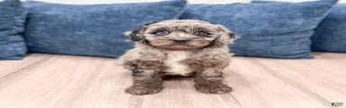 Griffin