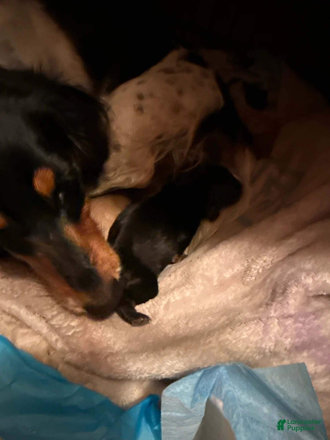 Miniature Dachshund dogs for sale: Miniature Dachshund Puppy 1 - Ad 1