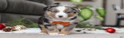 Miniature Australian Shepherd dogs for sale: Anson - Ad 2