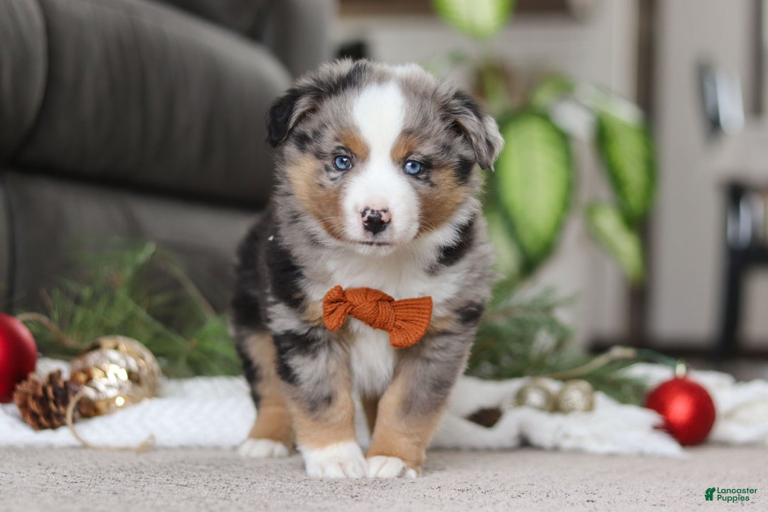 Miniature Australian Shepherd dogs for sale: Anson - Ad 2