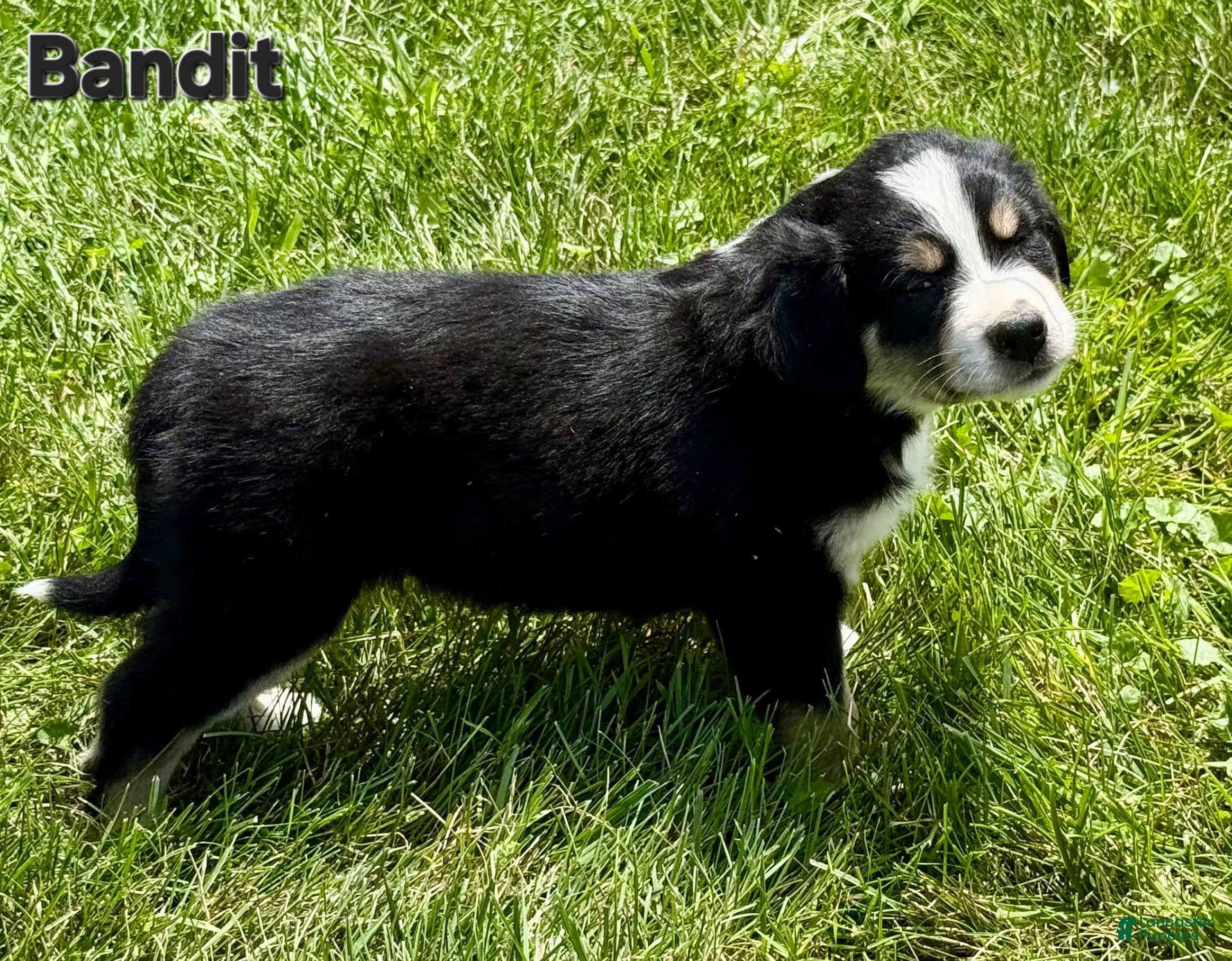 Australian Shepherd dogs Australian Shepherd 4 - Ad 11