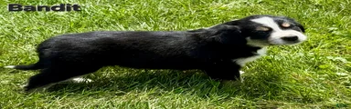 Australian Shepherd 4