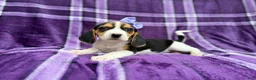 Beagle dogs for sale: Pooh - Ad 4
